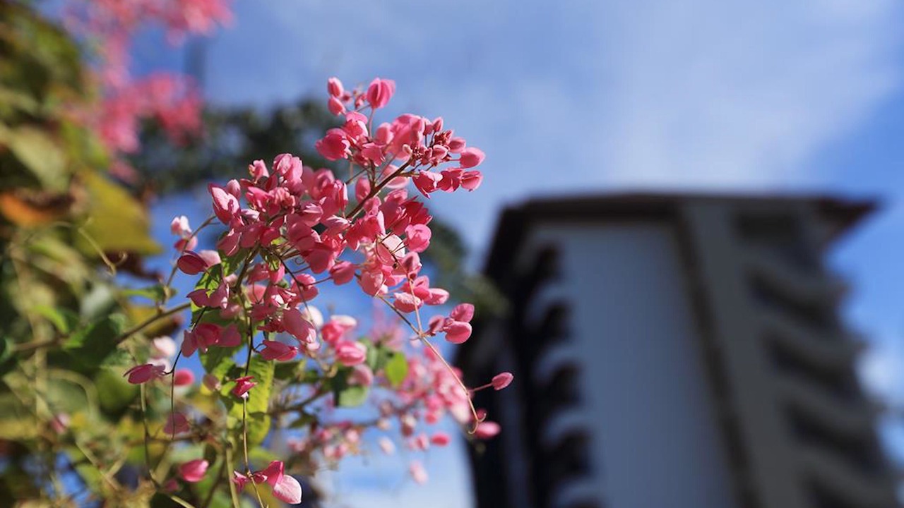 Photo of Outdoor in Kho Hong