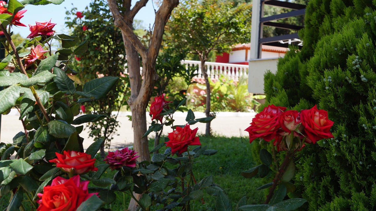 Photo of Outdoor in Arcoudi