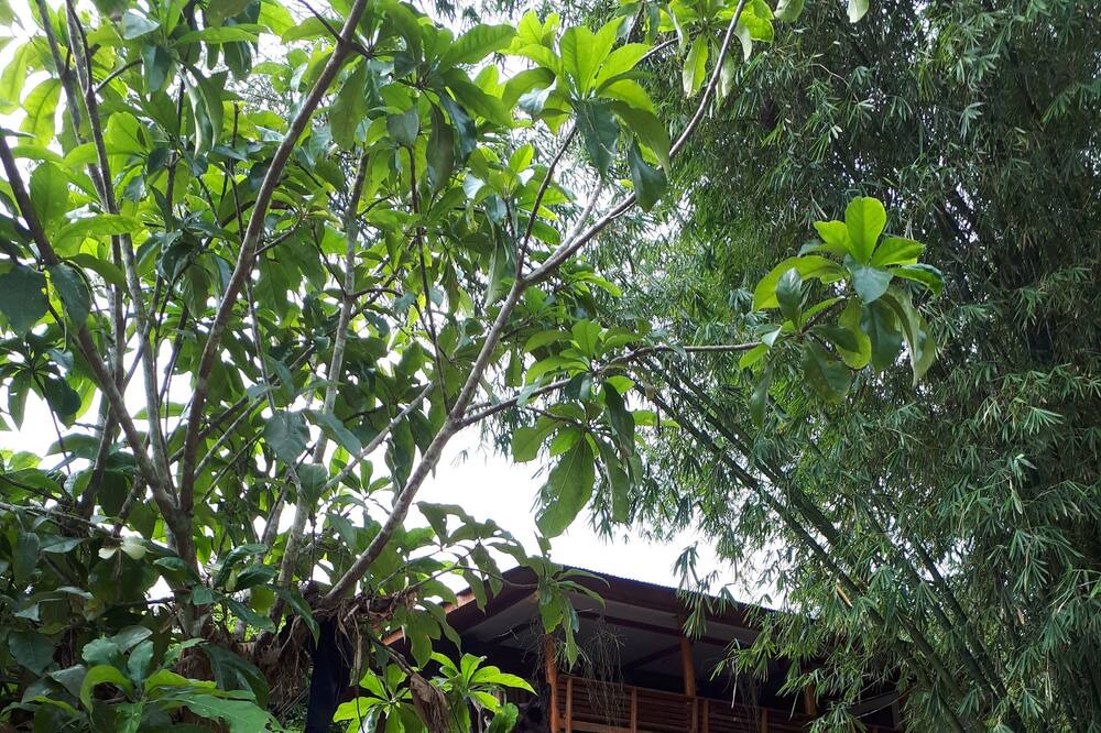 Photo of Outdoor in Pa Phayom