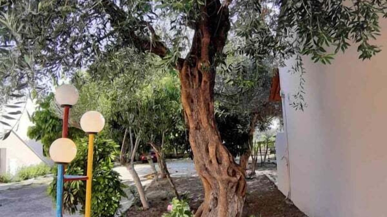 Photo of Outdoor in Kavos