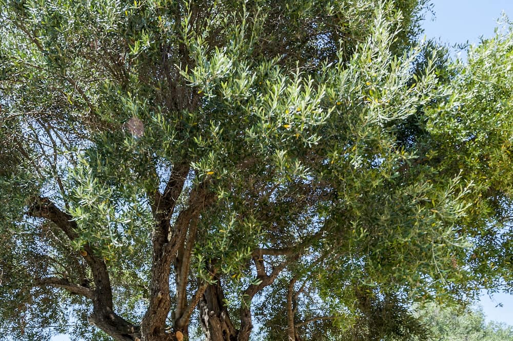 Photo of Outdoor in Corfu