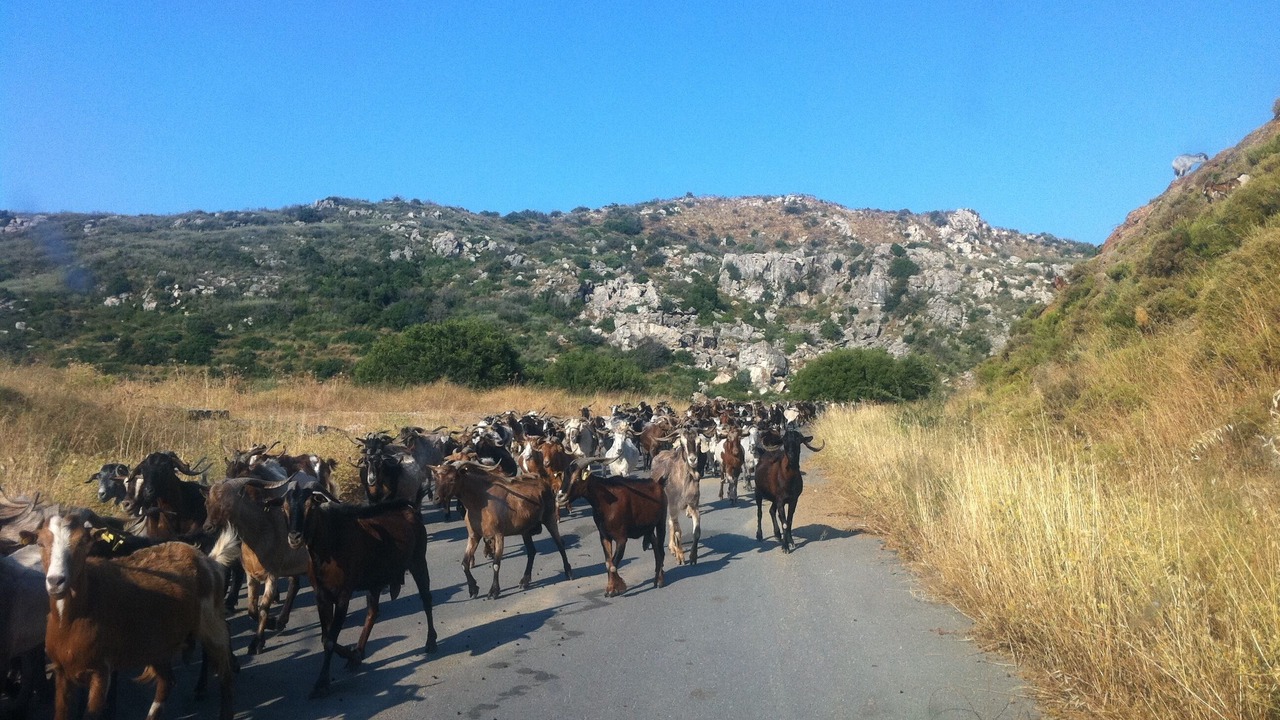Photo of Others in Drosopigi