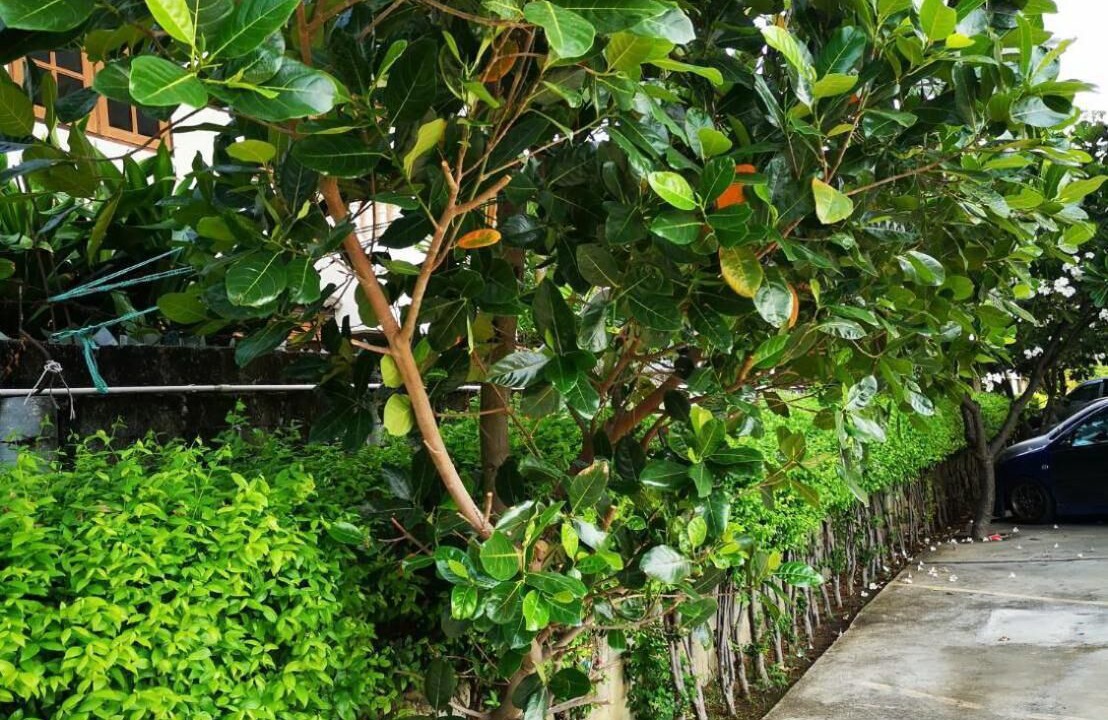 Photo of Outdoor in Suphan Buri