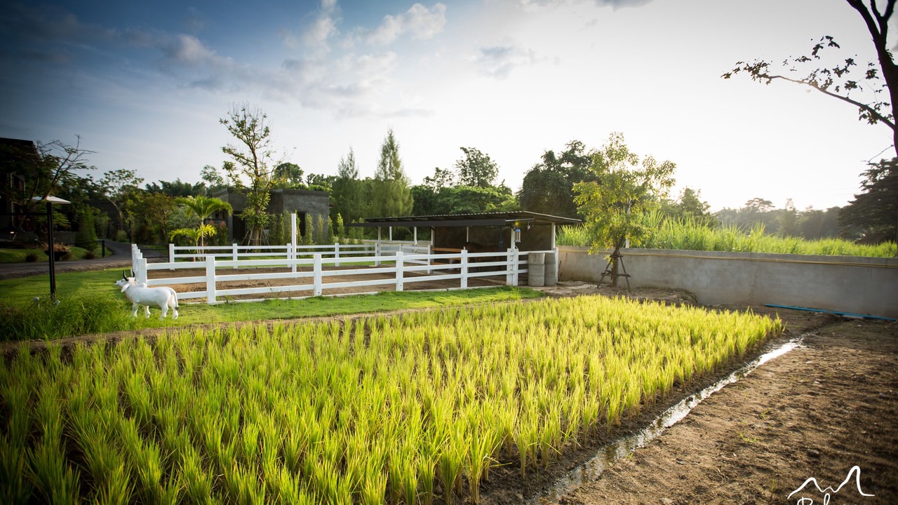 Photo of Outdoor in Suan Phueng