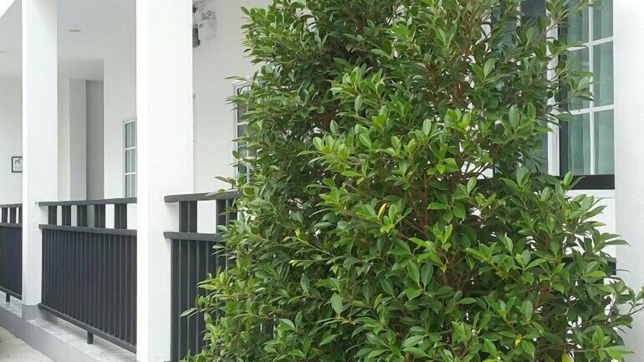Photo of Outdoor in Nai Mueang