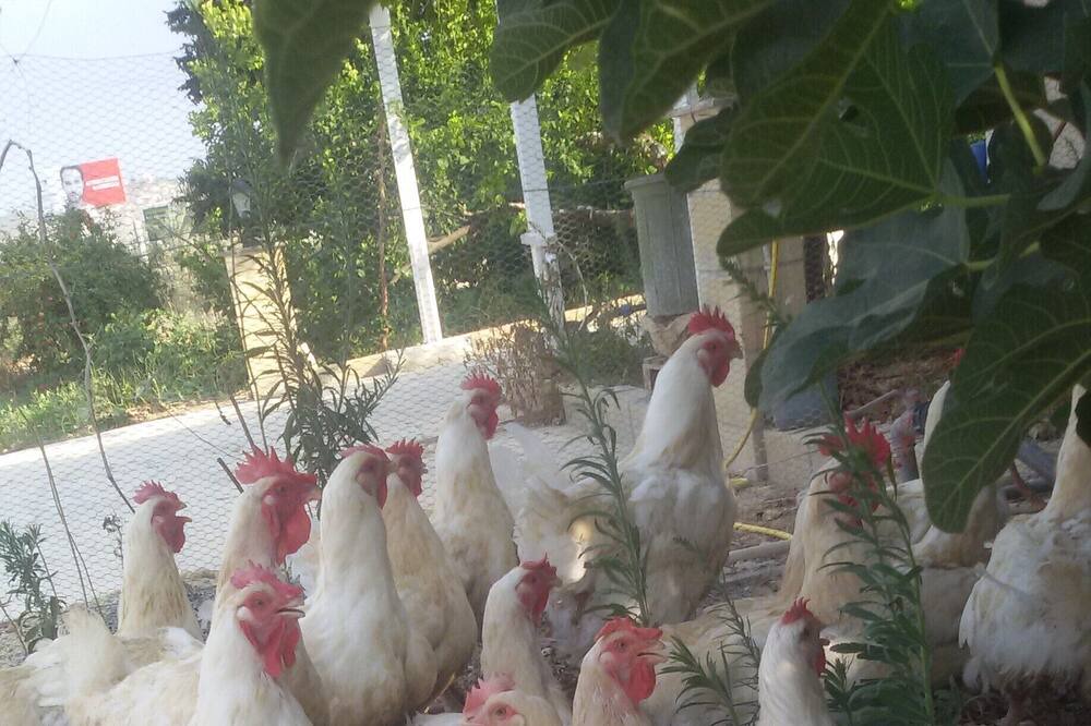 Photo of Outdoor in Pera Chorio