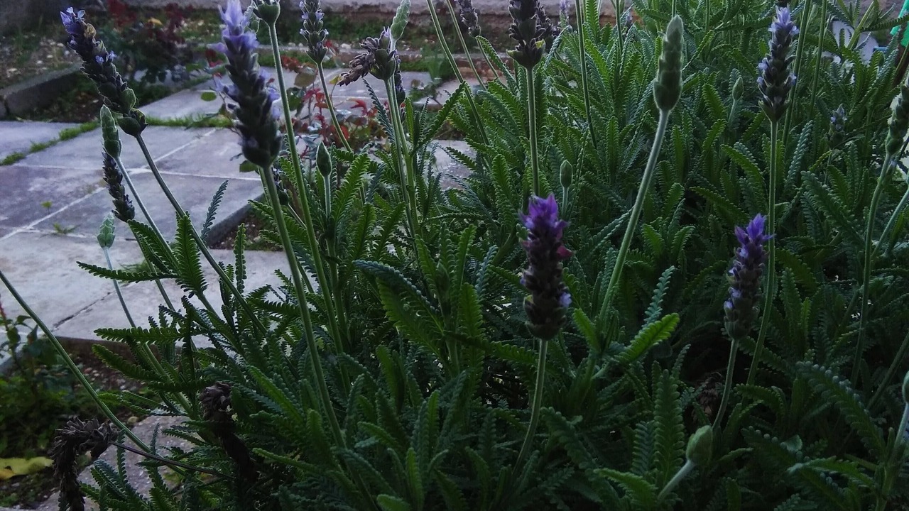 Photo of Outdoor in Mytilene