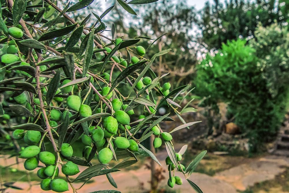 Photo of Outdoor in Mastichari