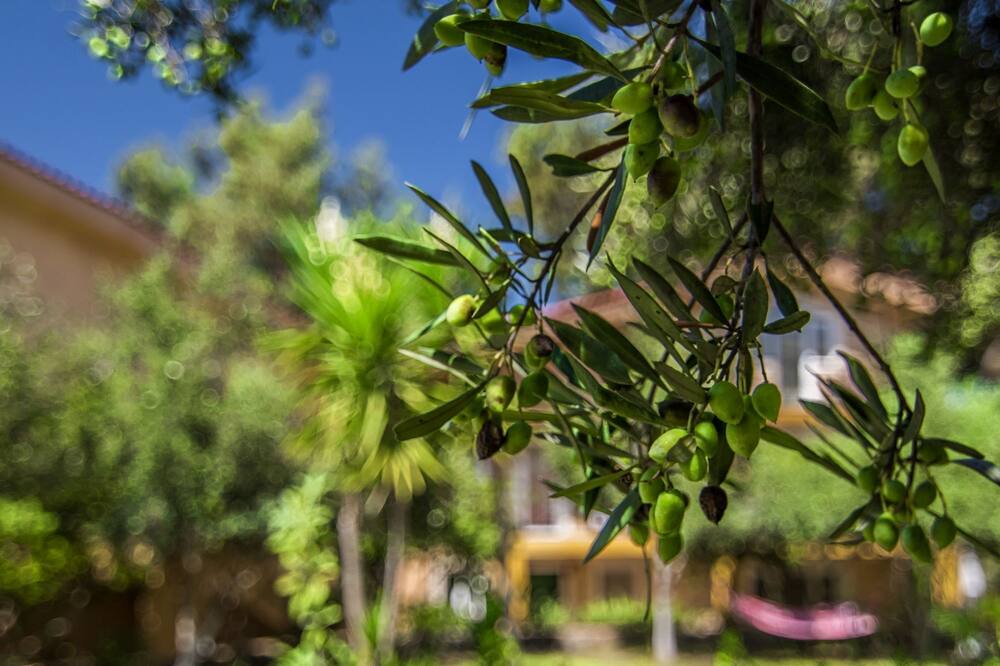 Photo of Outdoor in Mastichari