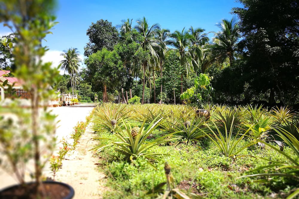 Photo of Outdoor in Lipa Noi