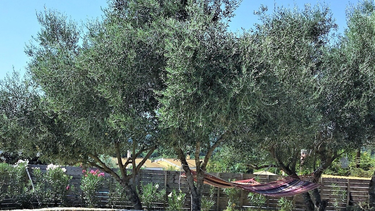 Photo of Outdoor in Afra