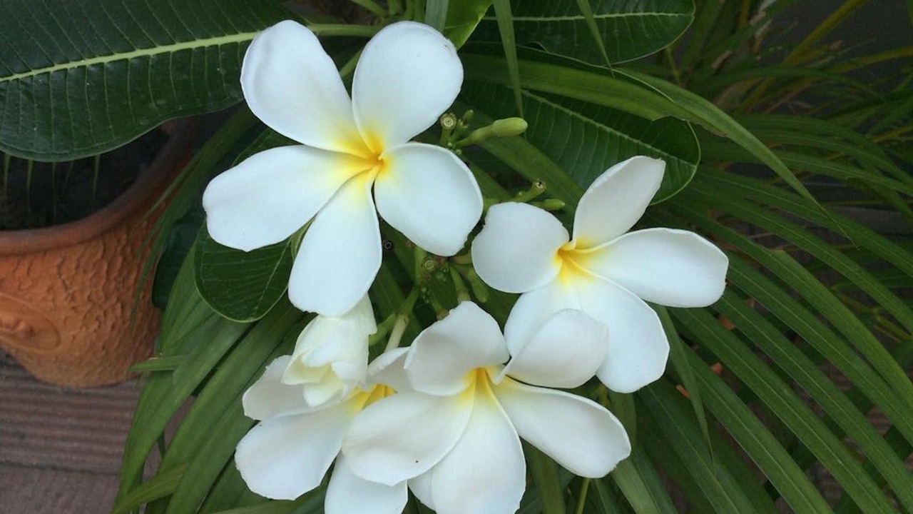 Photo of Outdoor in Bang Rak Phatthana