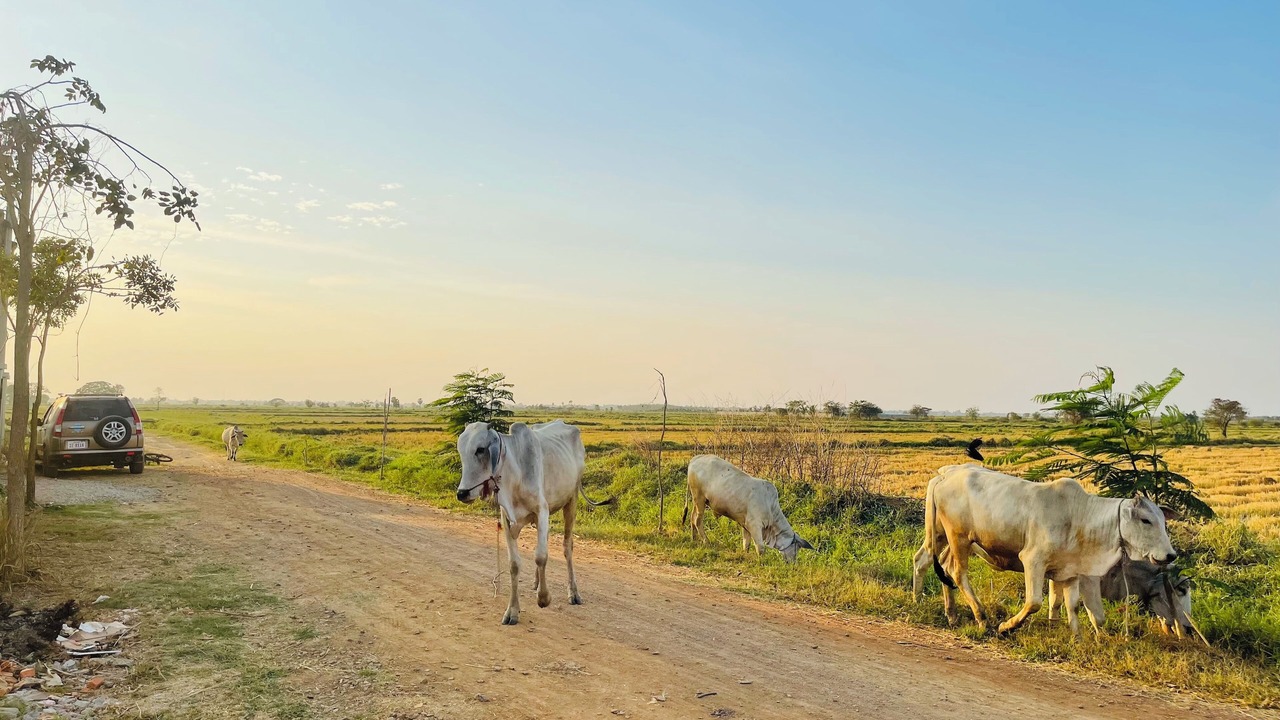 Photo of Outdoor in Svay Pao