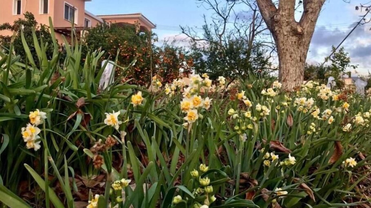 Photo of Outdoor in Pegeia
