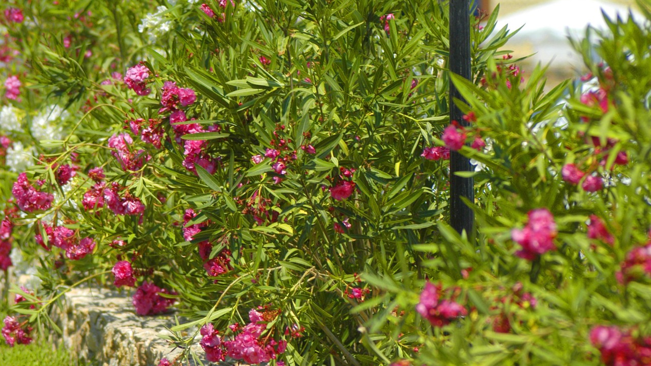 Photo of Outdoor in Galissas