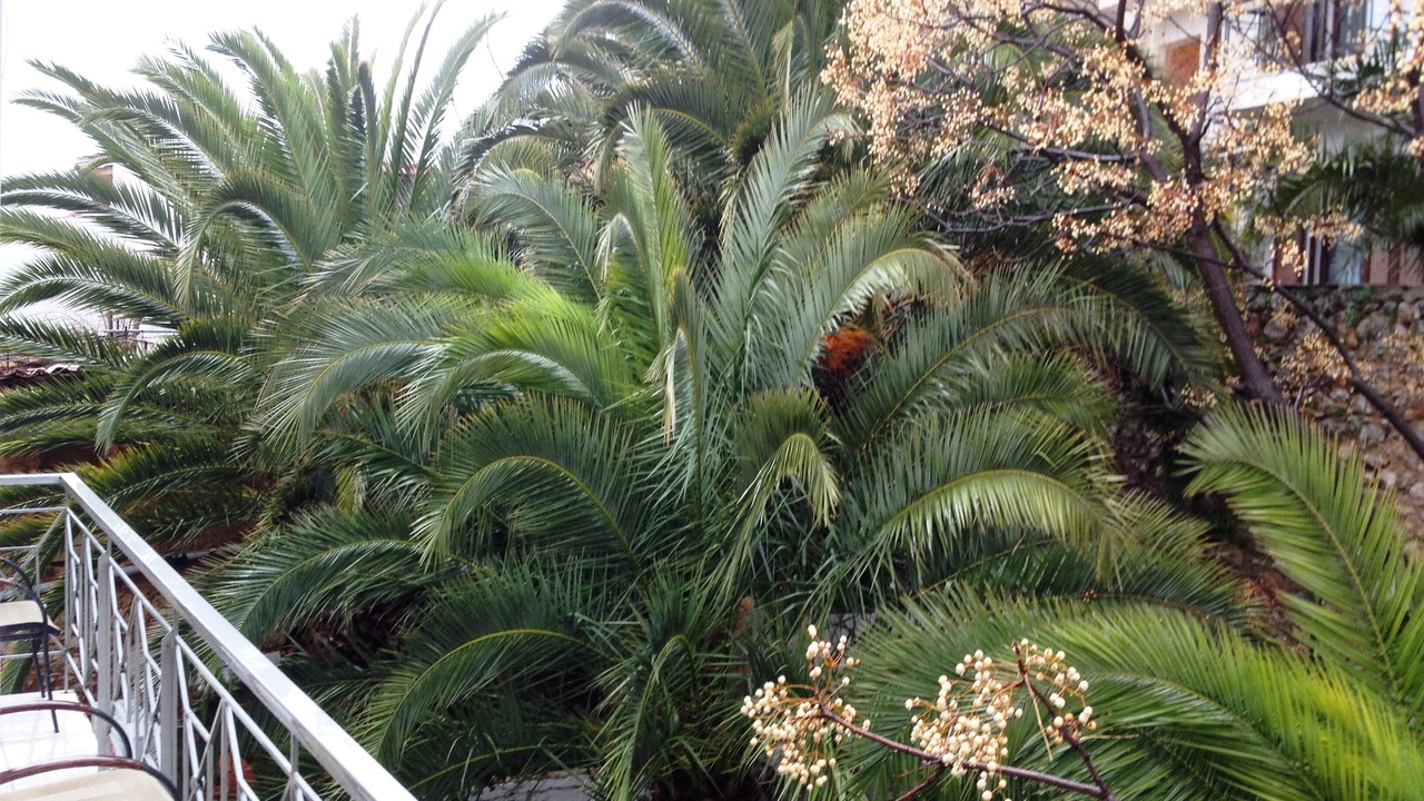 Photo of Outdoor in Delfoi
