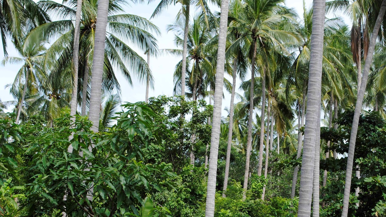 Photo of Others in Lamai