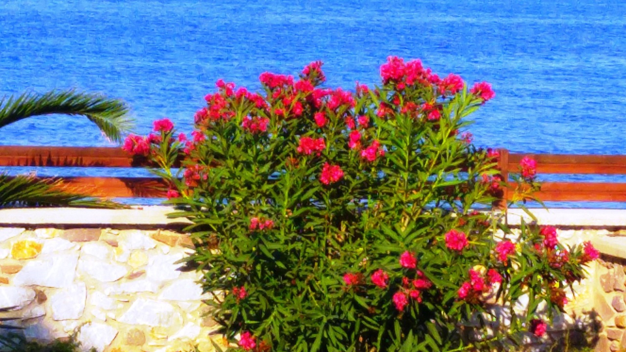 Photo of Outdoor in Skala Neon Kidonion
