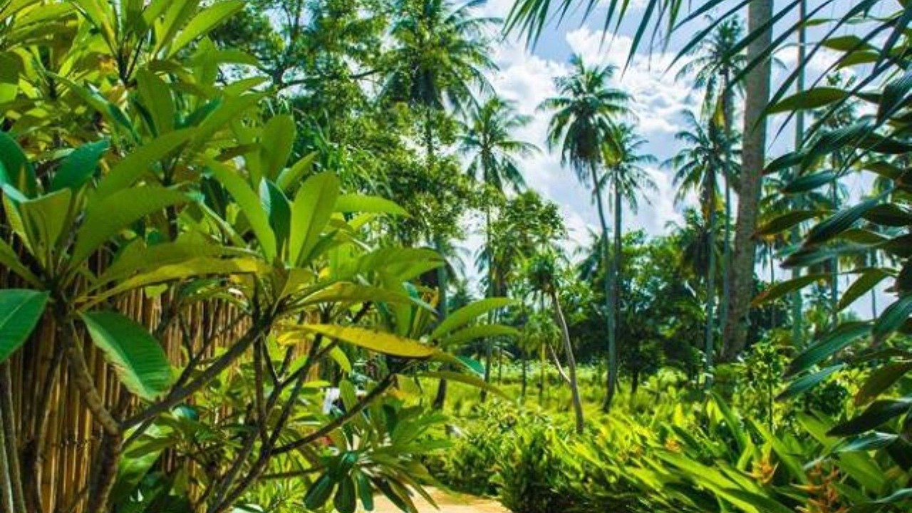 Photo of Others in Khok Kloi