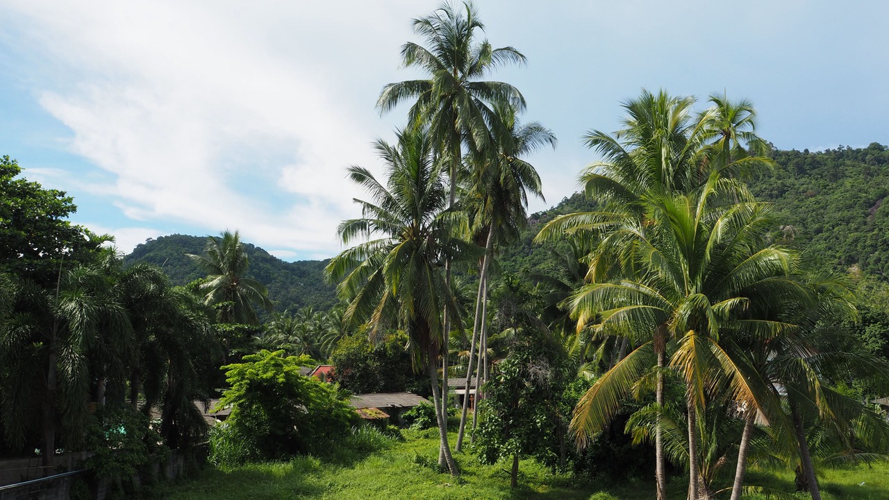 Photo of Outdoor in Lamai