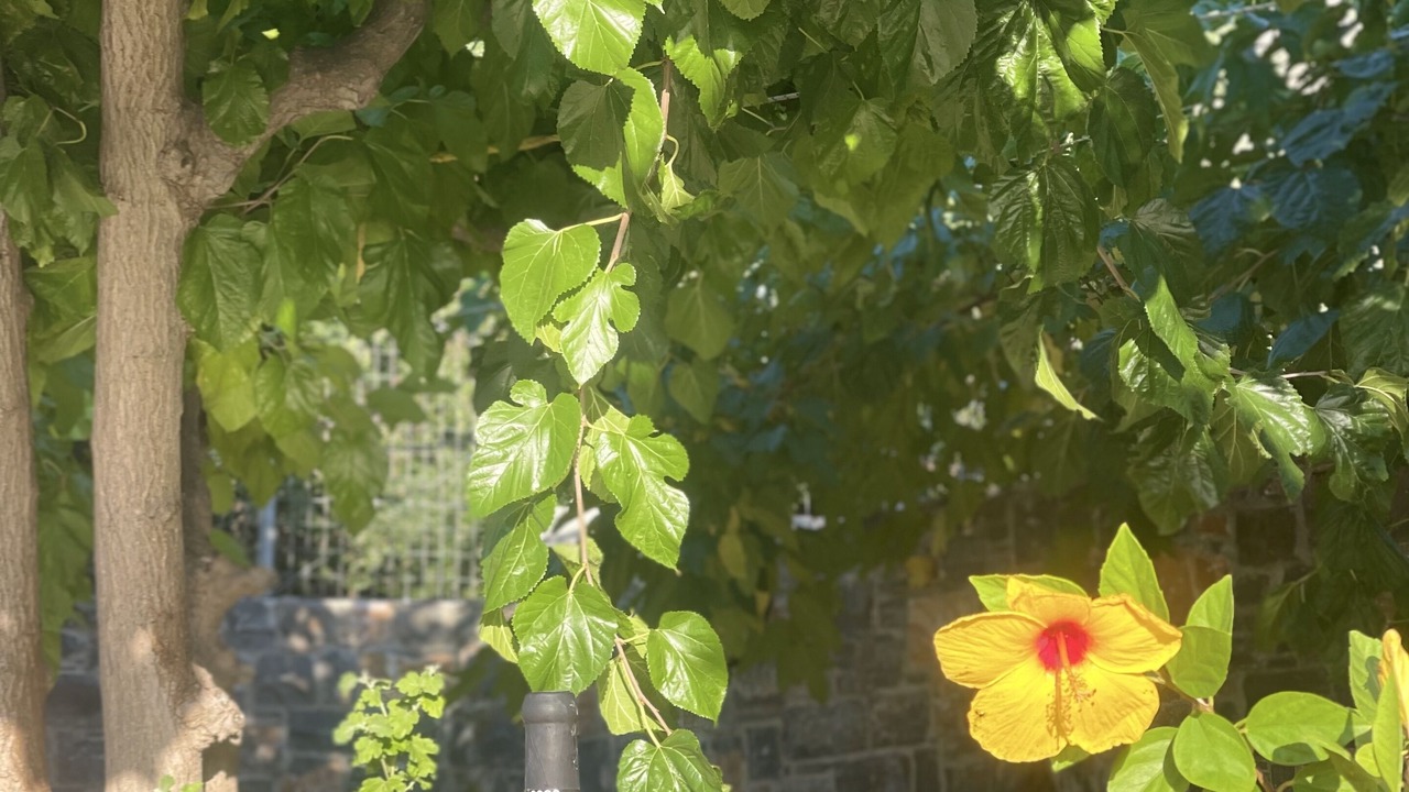 Photo of Outdoor in Kalo Chorio