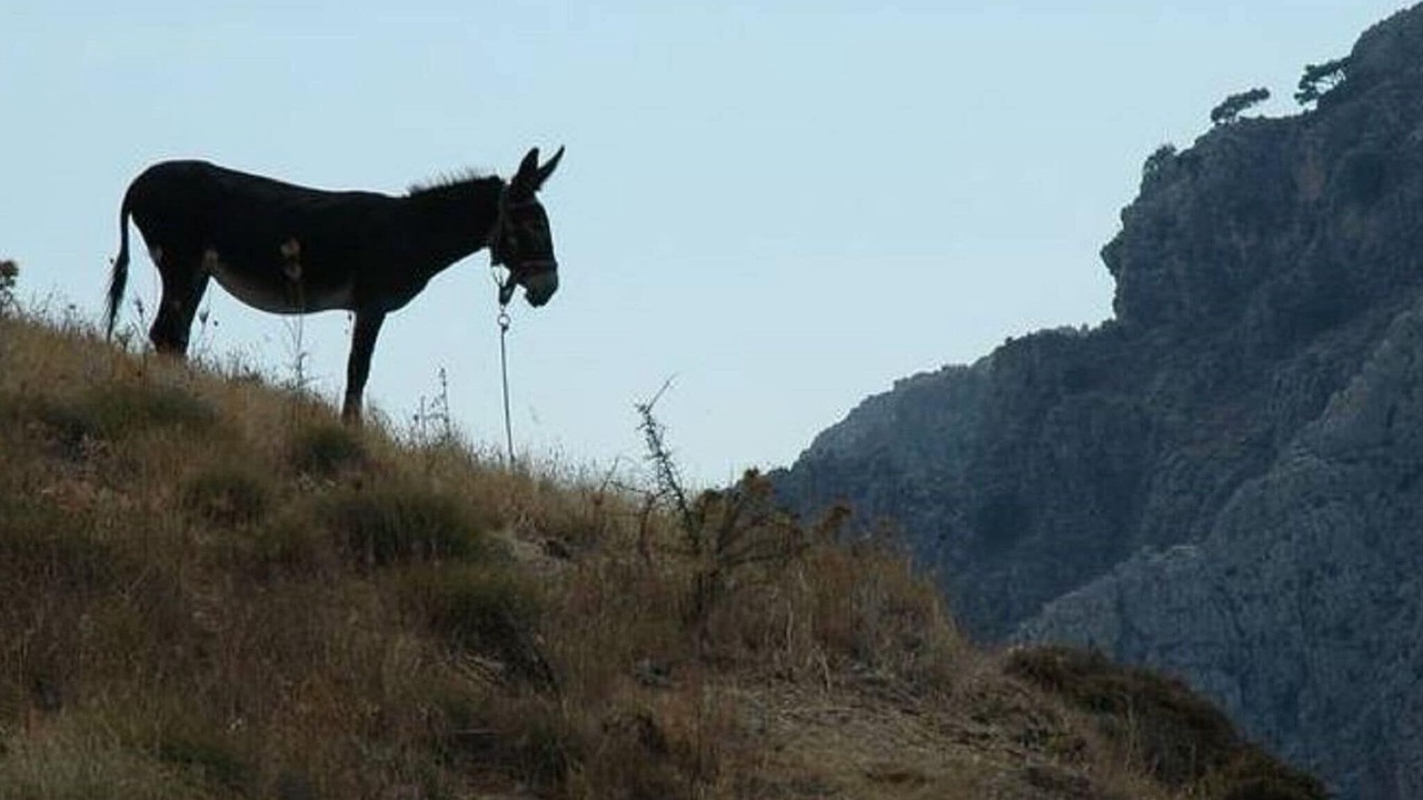 Photo of Others in Makry Gialos