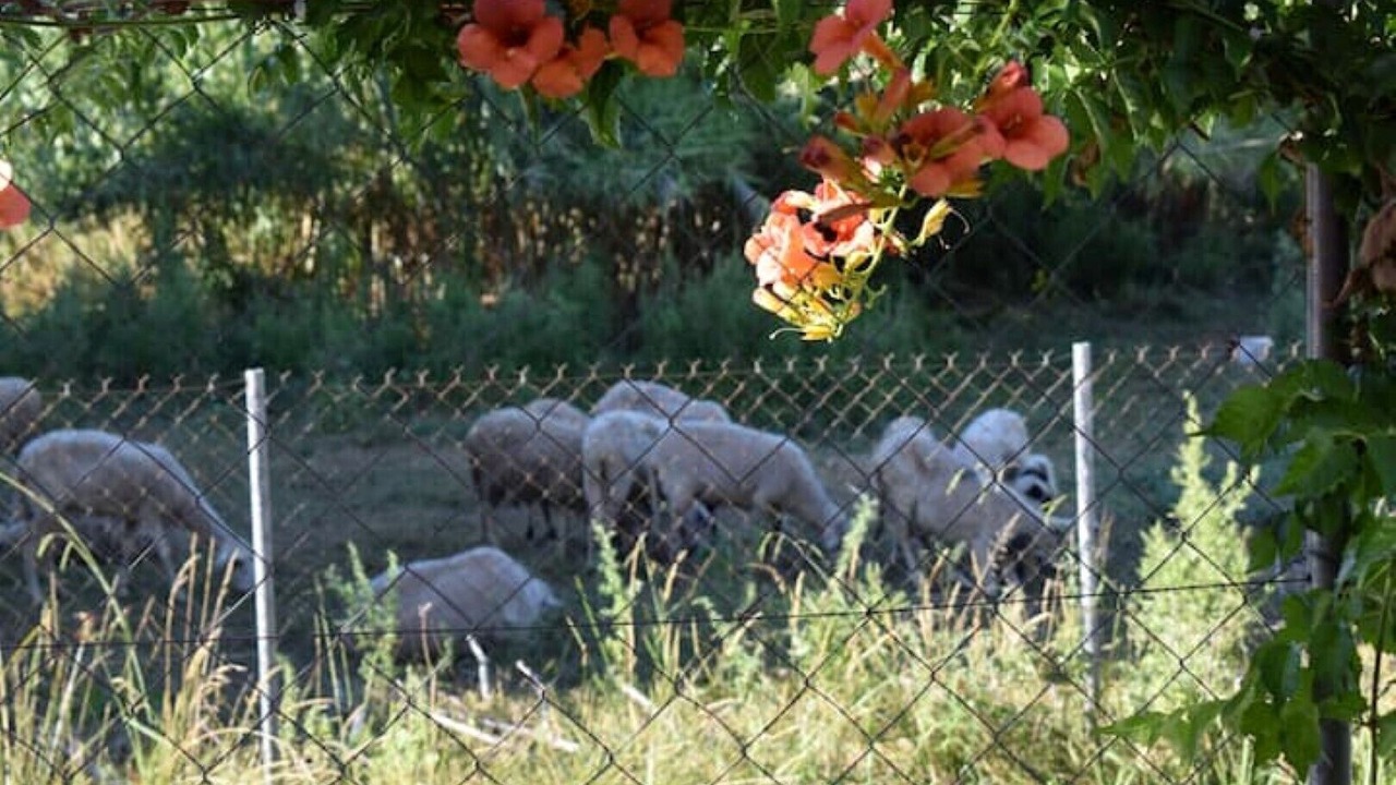 Photo of Outdoor in Corfu