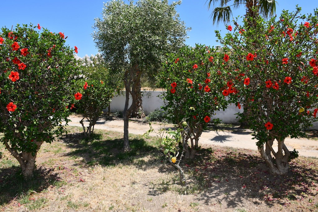 Photo of Outdoor in Lambi