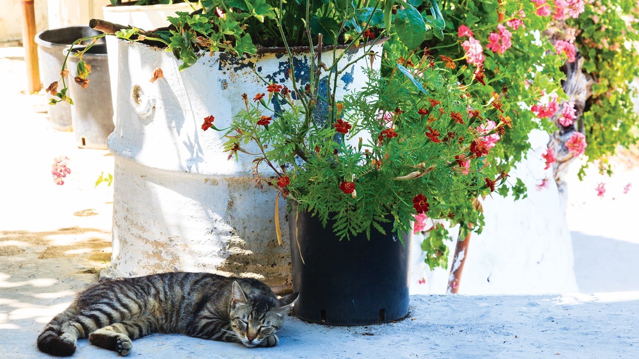Photo of Outdoor in Ithaki