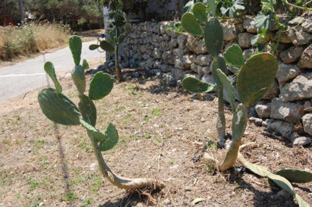 Photo of Outdoor in Astrikas