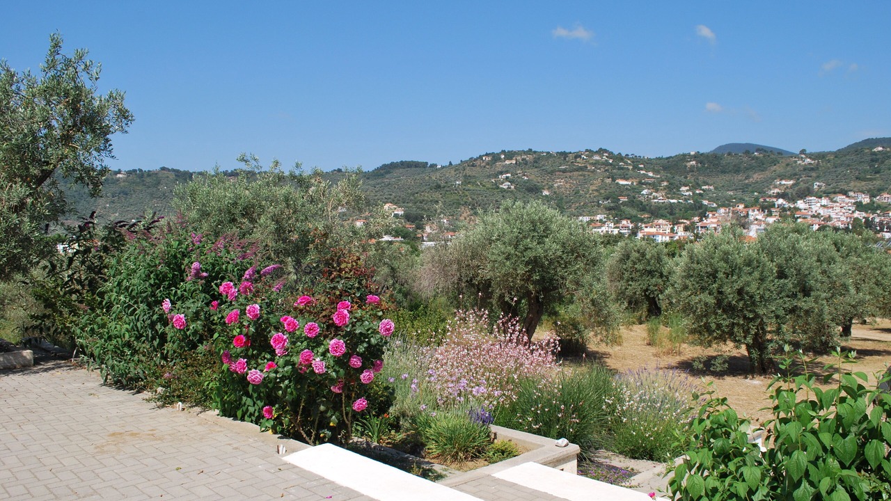 Photo of Outdoor in Skopelos Town