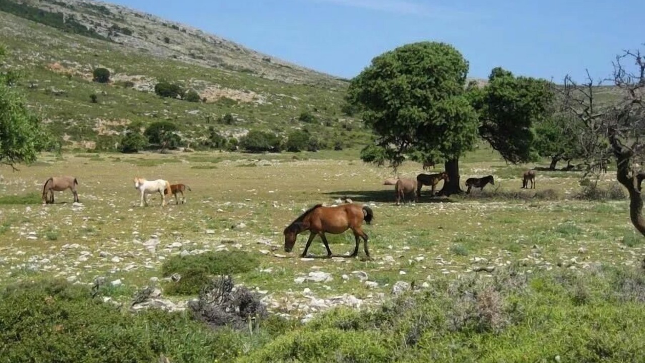 Photo of Outdoor in Skiros