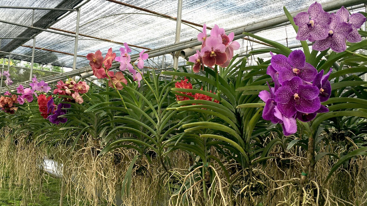 Photo of Outdoor in Chiang Mai