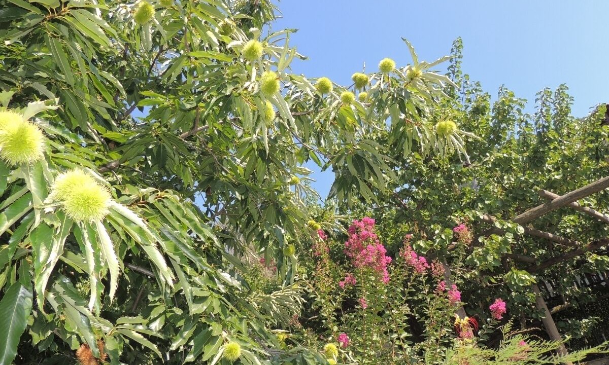 Photo of Outdoor in Megalos Prinos