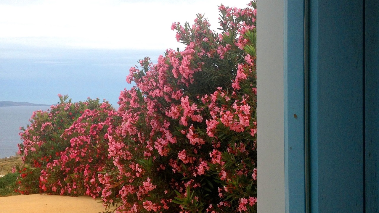 Photo of Others in Tinos Town