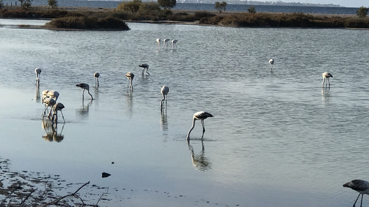 Photo of Others in Aigio