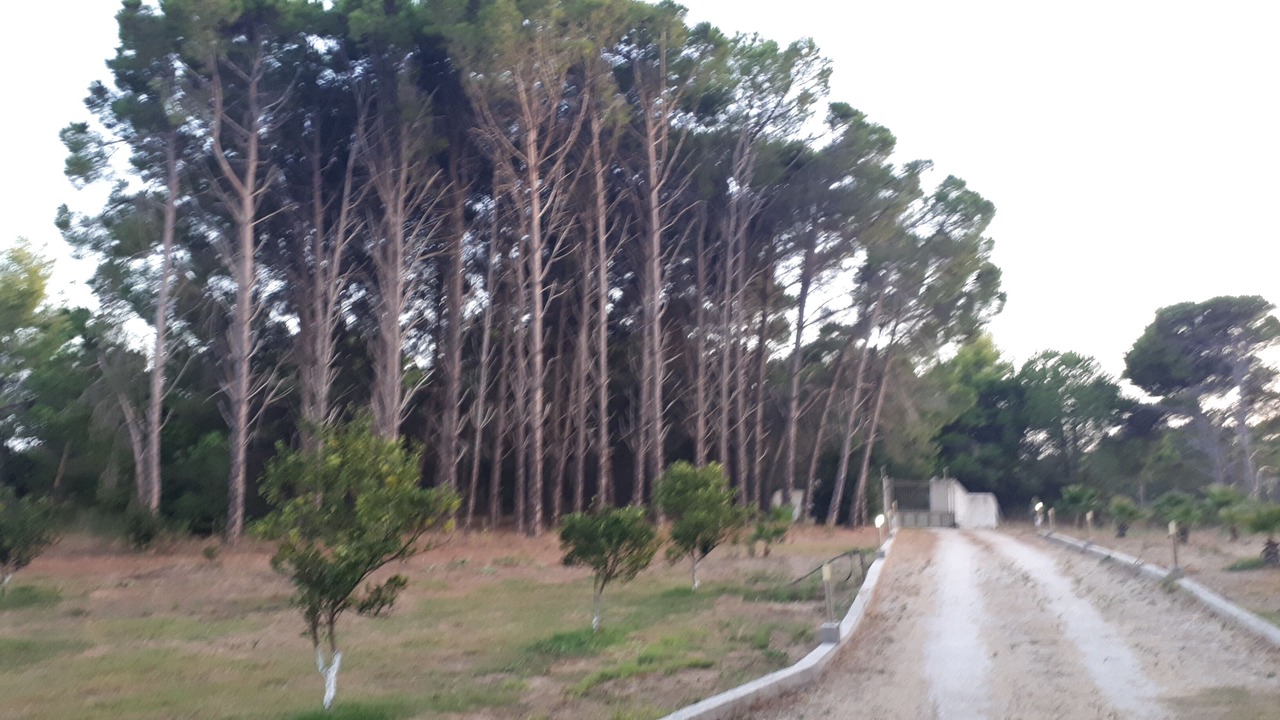 Photo of Others in Larissos