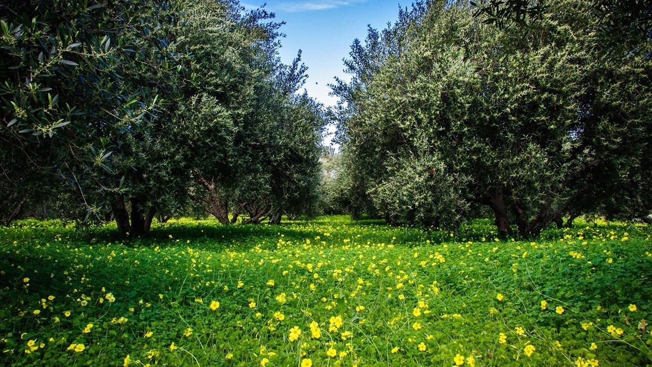 Photo of Others in Ayia Fotia