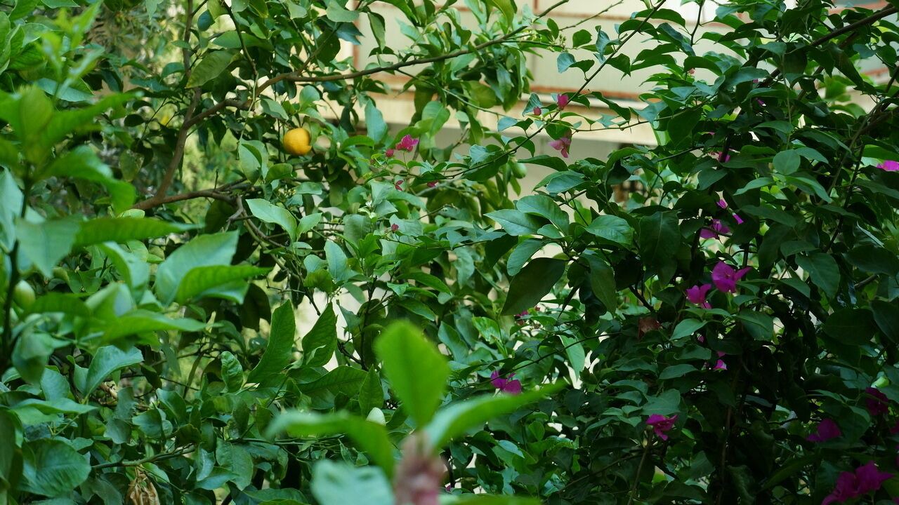 Photo of Outdoor in New Kypseli