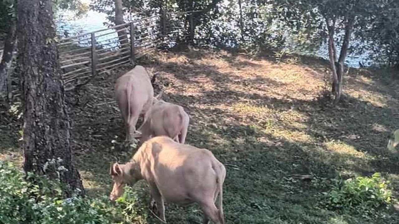 Photo of Others in Khan Rai