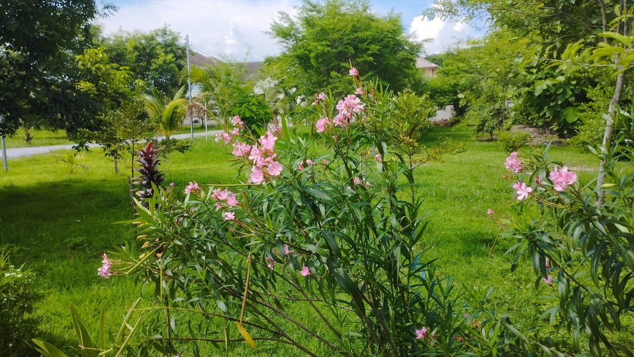 Photo of Outdoor in Nai Wiang