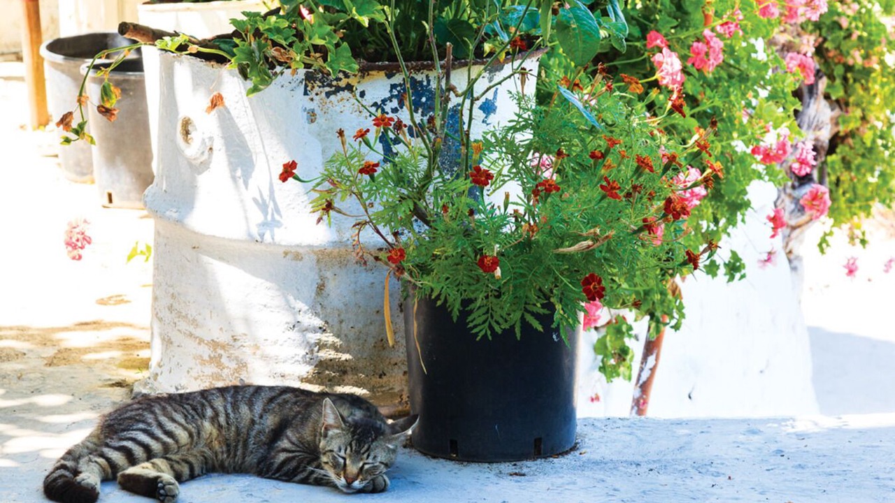 Photo of Outdoor in Ithaki