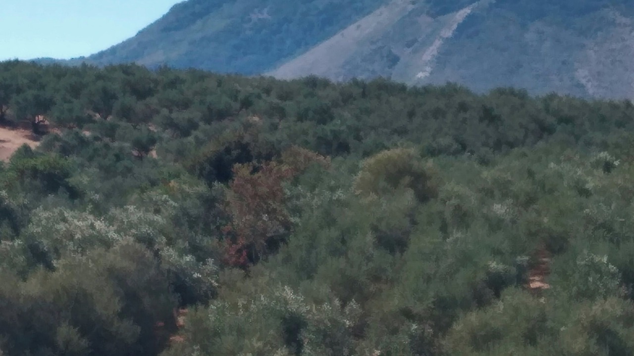 Photo of Others in Raches