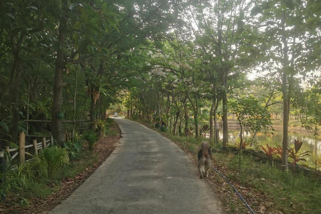 Photo of Others in Surin