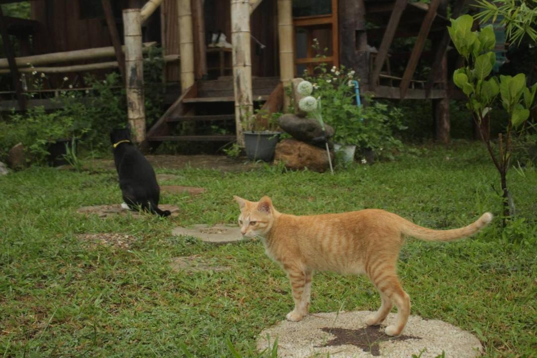 Photo of Others in Mueang Ngai