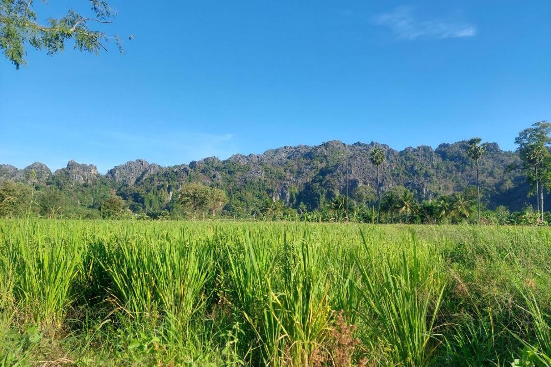 Photo of Others in Noen Maprang