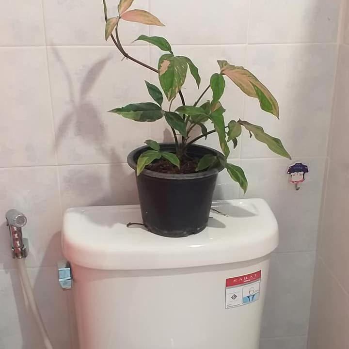 Photo of Bathroom in Kanchanaburi