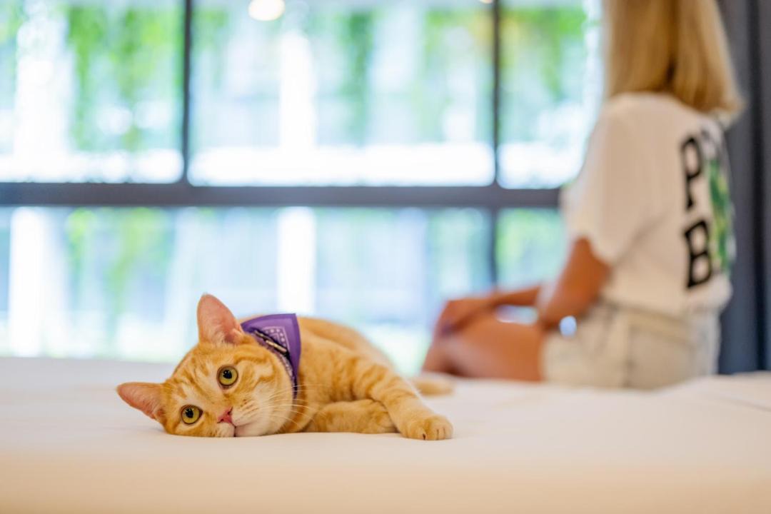 Photo of Others in Phuket
