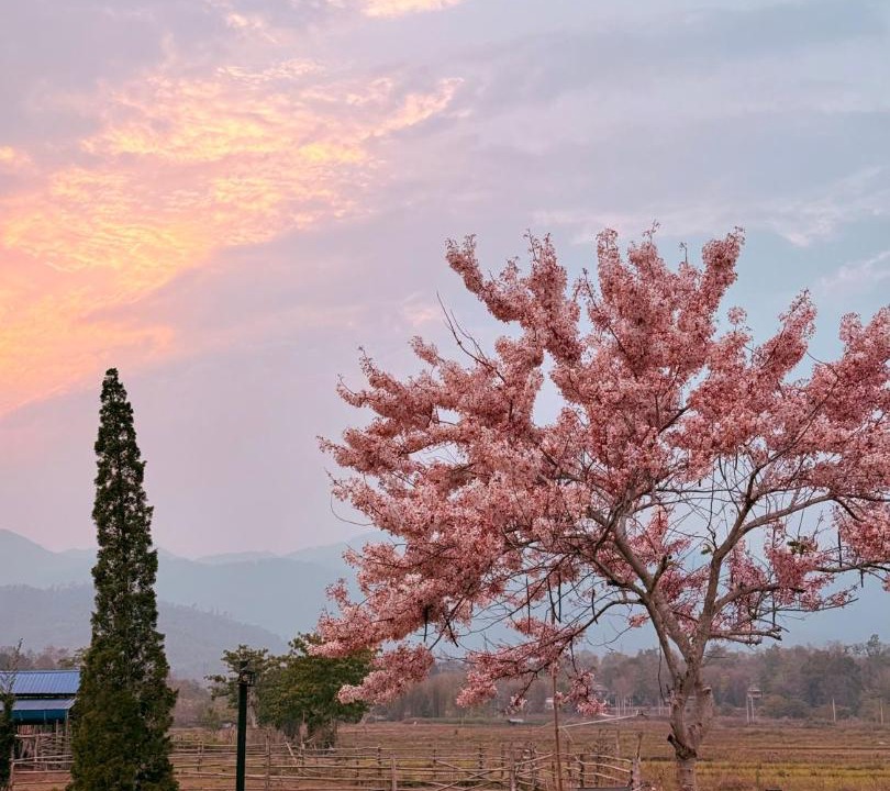 Photo of Others in Pai