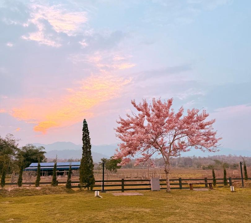 Photo of Others in Pai